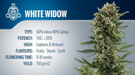 White_Widow.jpg