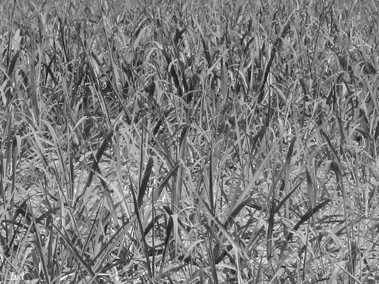 Baby sugarcane across the road in Phen District Northern Thailand B&W Photo Contest Nature Abstracts fitinfun.jpg