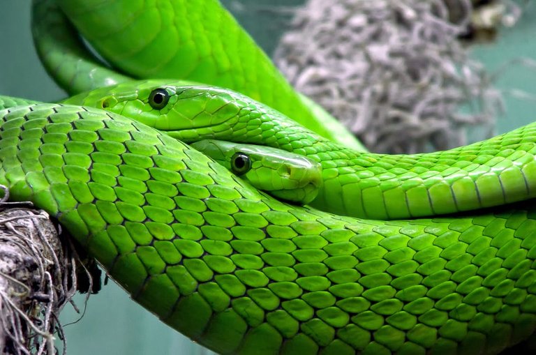 snake-mamba-green-mamba-toxic-38268.jpeg