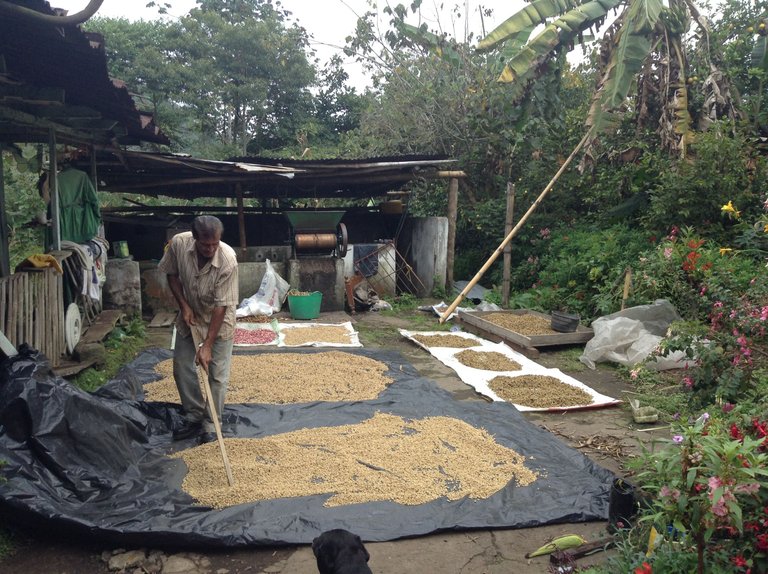 more coffee drying.JPG