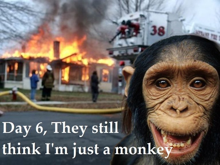 monkey 1.jpg