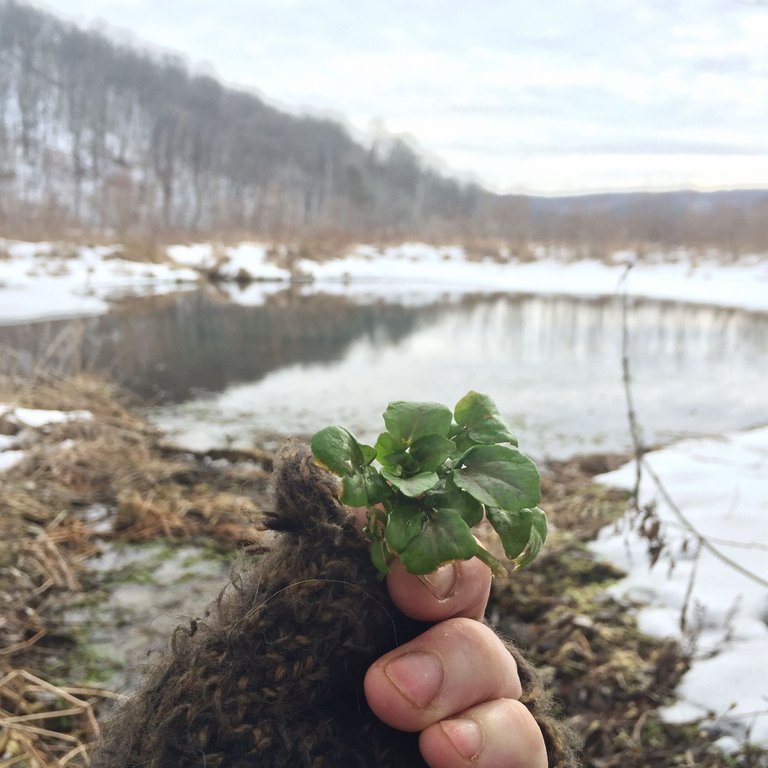 watercress.jpg