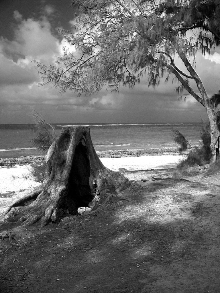 Tree Stump on Beach2(B&W-IR).jpg