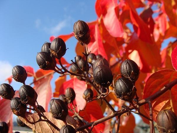 Lagerstroemia-indica--Martin-LaBar2--cc-by-nc-2-0.jpg