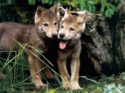 Wolves-wolves-7896864-1024-768_jpg_large.jpg