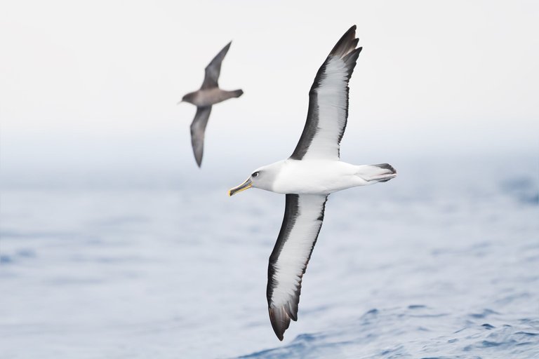 Thalassarche_bulleri_in_flight_1_-_SE_Tasmania.jpg