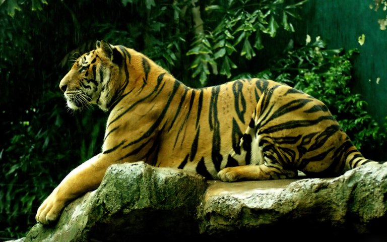 2560x1600-Royal-Bengal-Tiger-HD-Animal-Wallpaper.jpg