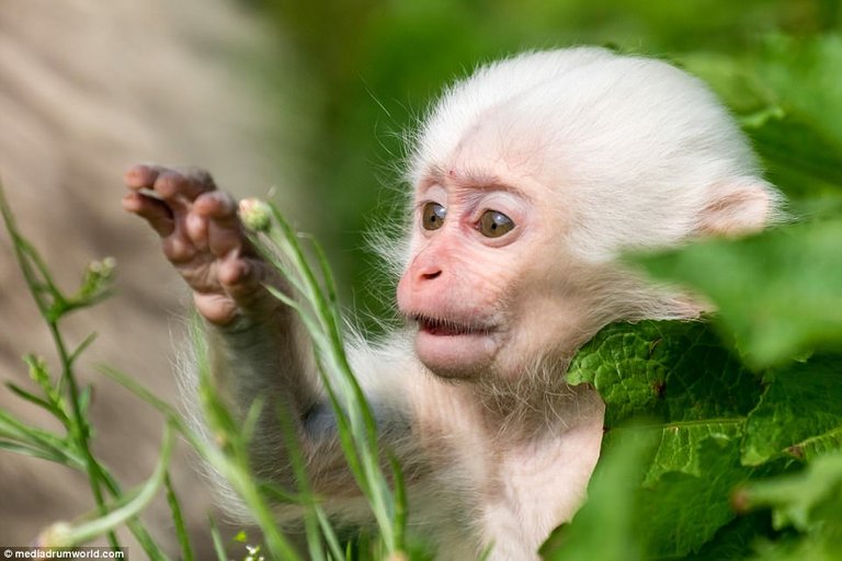 Cutest Photo of Pure White Monkey.jpg