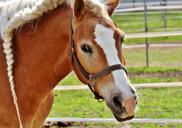 haflinger-2776828_960_720.jpg