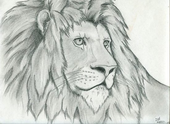 Dibujos-de-leones-a-lápiz-4-550x400.jpg