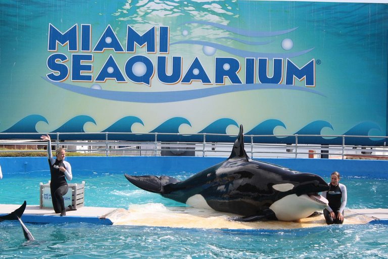 Miami Sea-Aquarium_topfactro.jpg