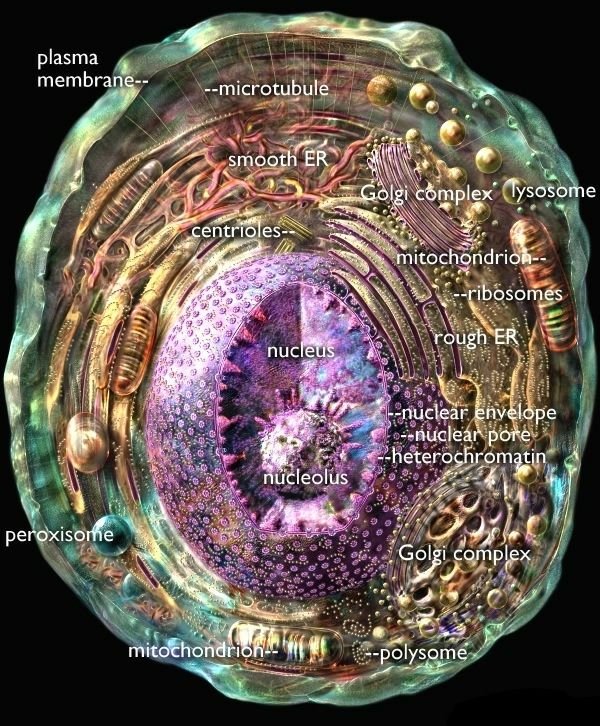 animal-cell-label.jpg