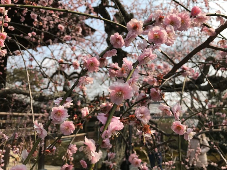 KakaoTalk_20180226_221410221.jpg