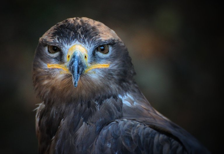 portrait-bird-nature-wild.jpg