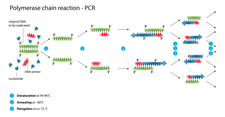 Polymerase_chain_reaction.svg.png