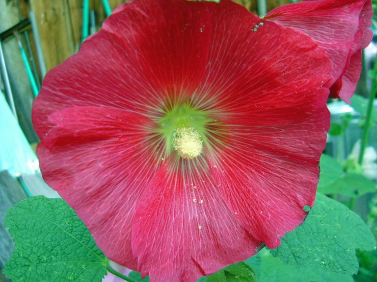 Hollyhock red 8:10.jpg