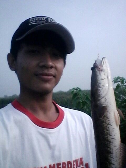 Strike-2-Mancing-Ikan-Gabus.jpg