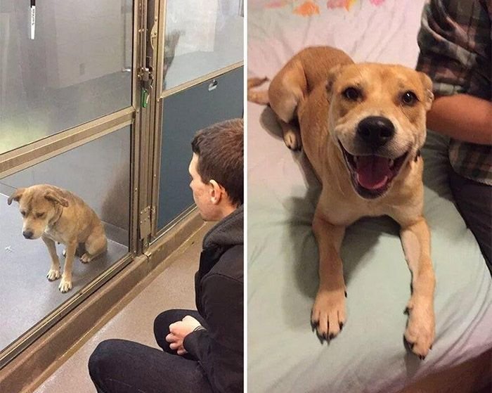 Before and after adoption.jpg