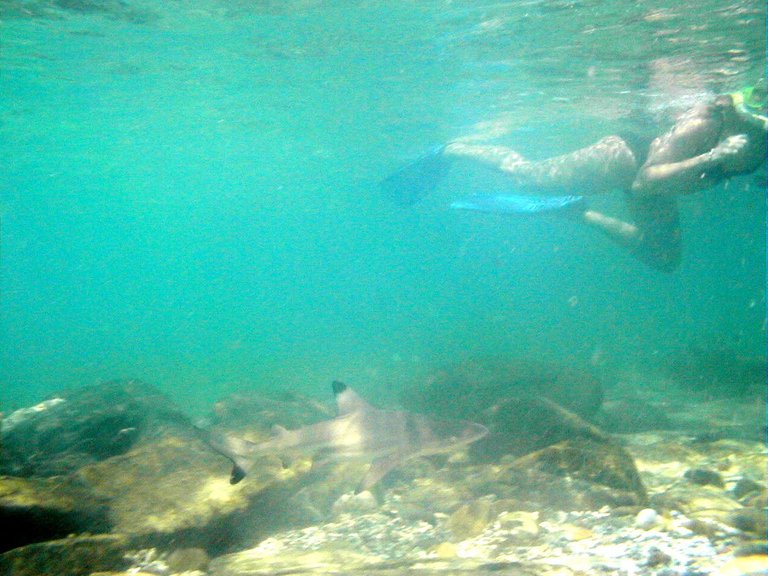 02-Close-encounter-with-a-snorkeler-black-tip-reef-shark-in-the-phi-phi-shark-watch-snorkel-tour (3).jpg