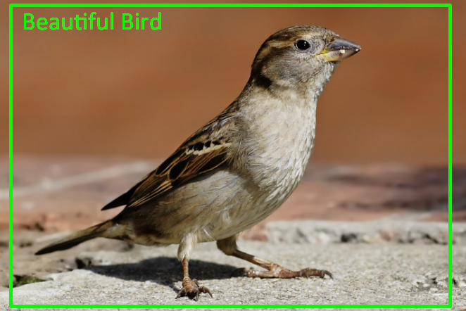 Beautiful Bird.png