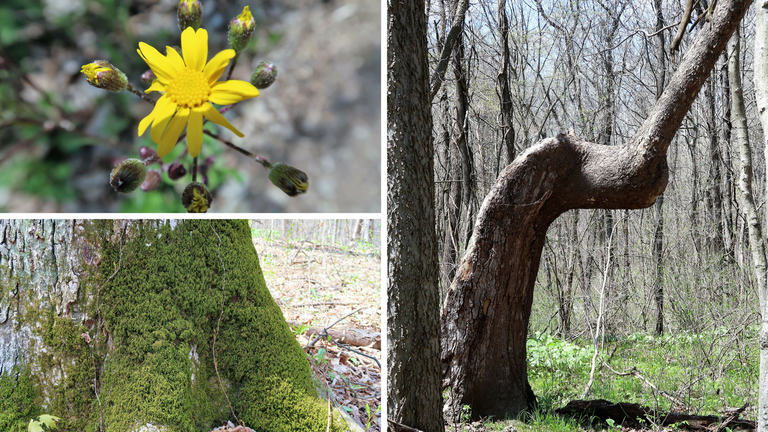 McCormick's Creek State Park (4).png