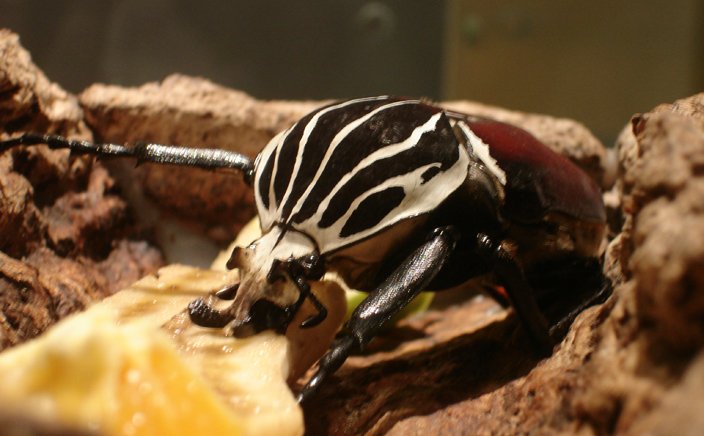 Goliath-Beetle.jpg