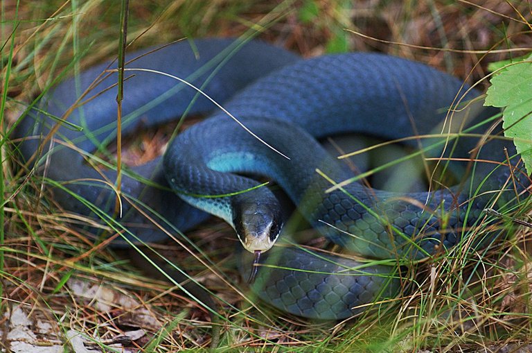 Blue racer snake.jpg