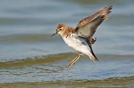 sandpipers.jpg