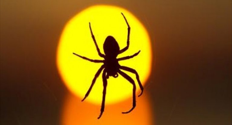 The-silhouette-of-a-spider-is-visible-in-front-of-light-of-the-setting-sun-in-Dresden-Germany-on-June-7-2013-AFP-800x430.jpg