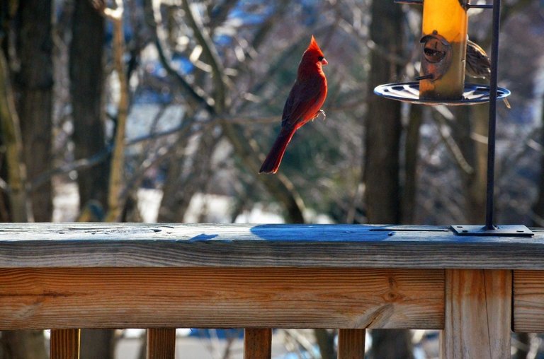 Red cardinal levitating.jpg