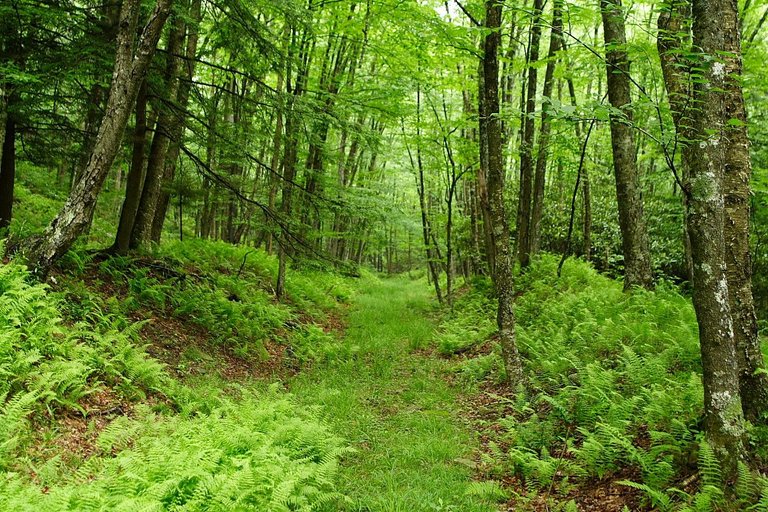 Seneca-nature-trail_-_West_Virginia_-_ForestWander.jpg