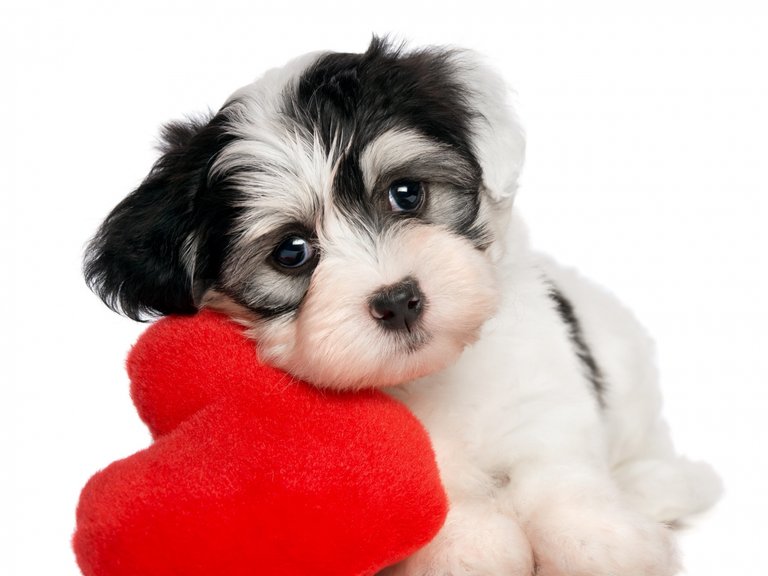 dog-heart- white-background (1).jpg