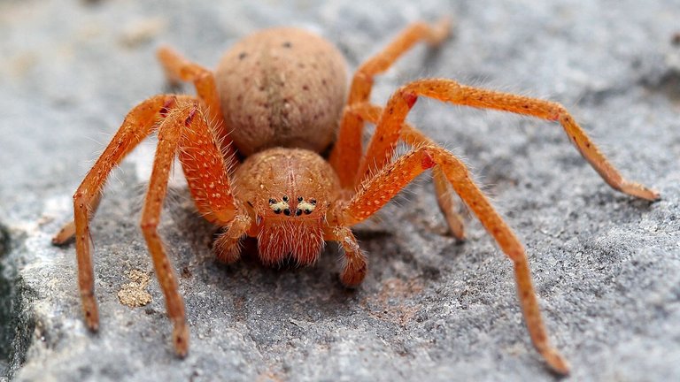 Sparassidae-Neosparassus-diana-BY.jpg