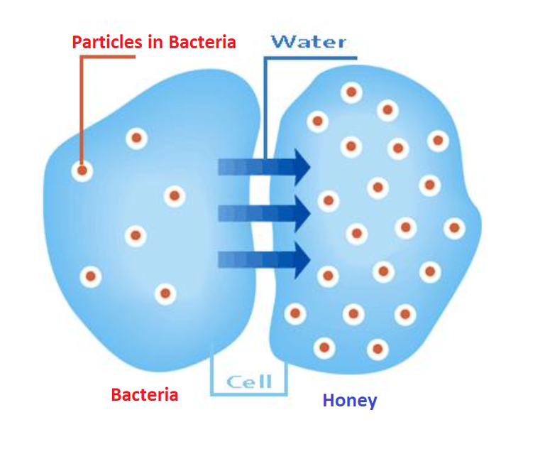 bacterialysis.png