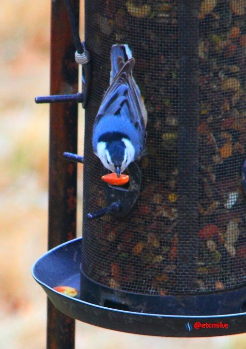 White-breasted White breasted Nuthatch PFW19-07sat.JPG