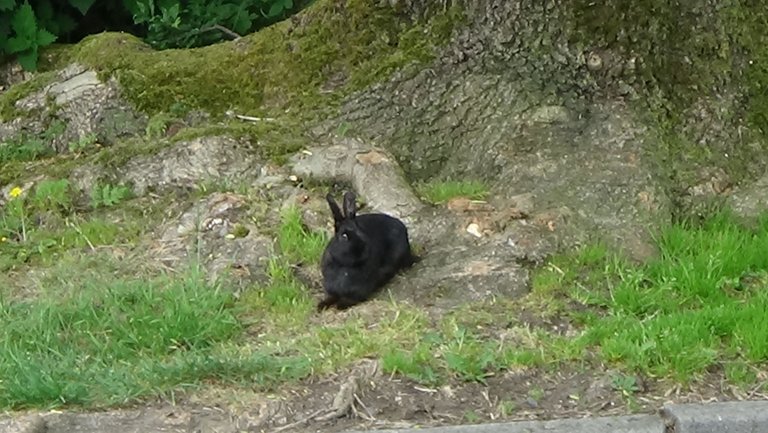 Black rabbit facing the camera.JPG