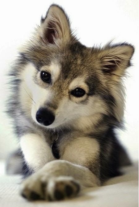 a738ceec705d4cb698eb9840818fe4d4--mini-husky-alaskan-klee-kai(1).jpg