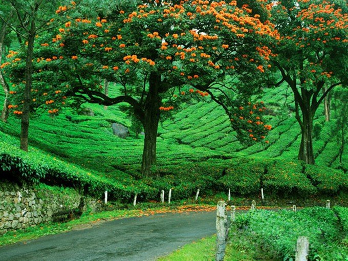 munnar-in-full-bloom-680x510.jpg