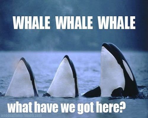 Whale-Meme.jpg