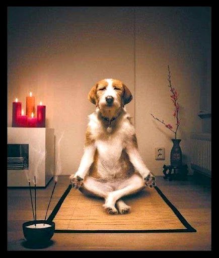 Funny Meditating Dog 1.jpg