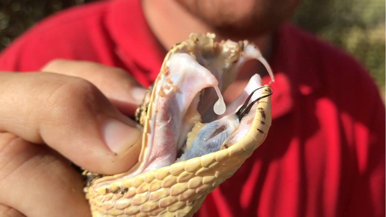 20170108-demonstration-puff-adder-fangs-02.jpg