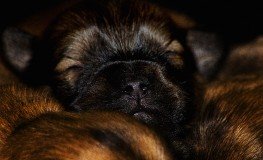 Puppies3-263x160.jpg