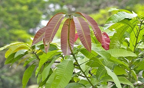 Mango_leaves_young_02.jpg