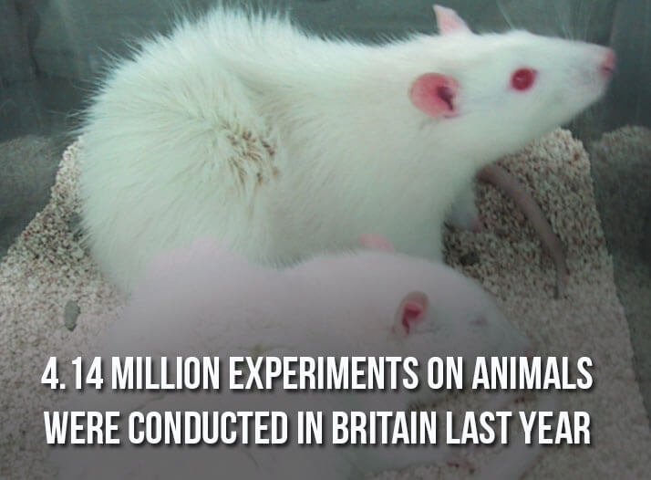 white-mice-animal-testing-for-social-media.jpg