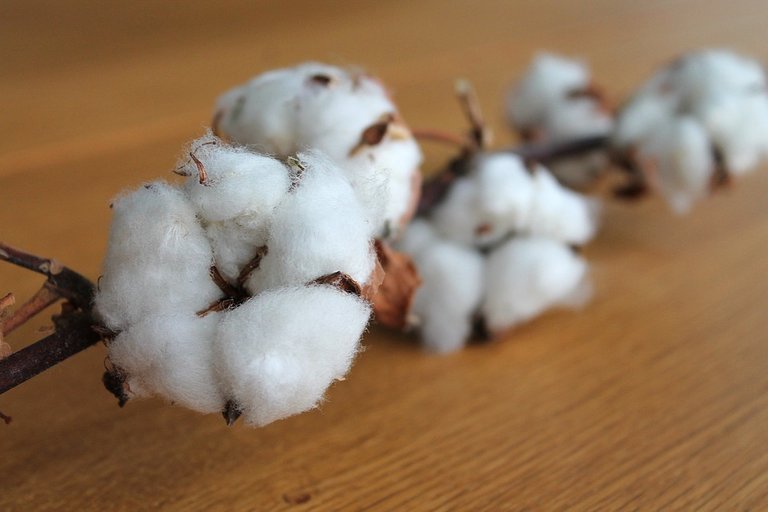 cotton-branch-1271038_960_720.jpg