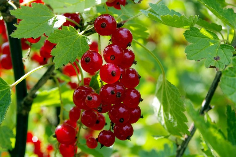 red-currant-1508506_960_720.jpg