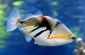 Reef_trigger_fish._(11111536093).jpg