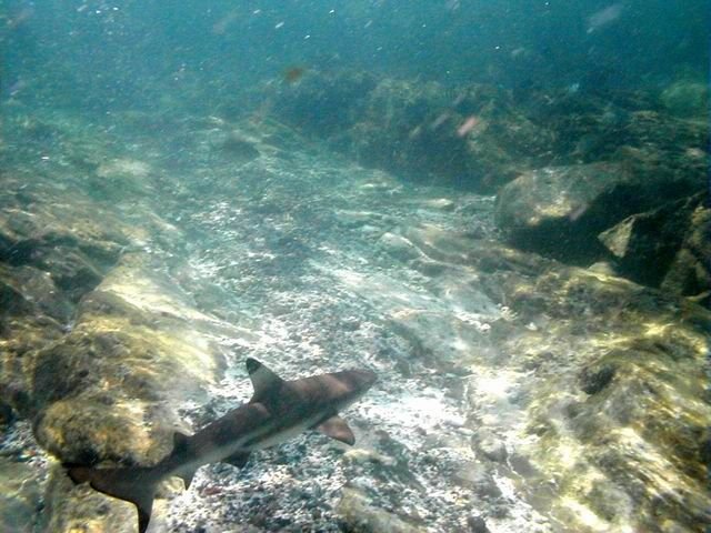07-Encounter-with-a-snorkeler-black-tip-reef-shark-in-the-phi-phi-shark-watch-snorkel-tour.jpg