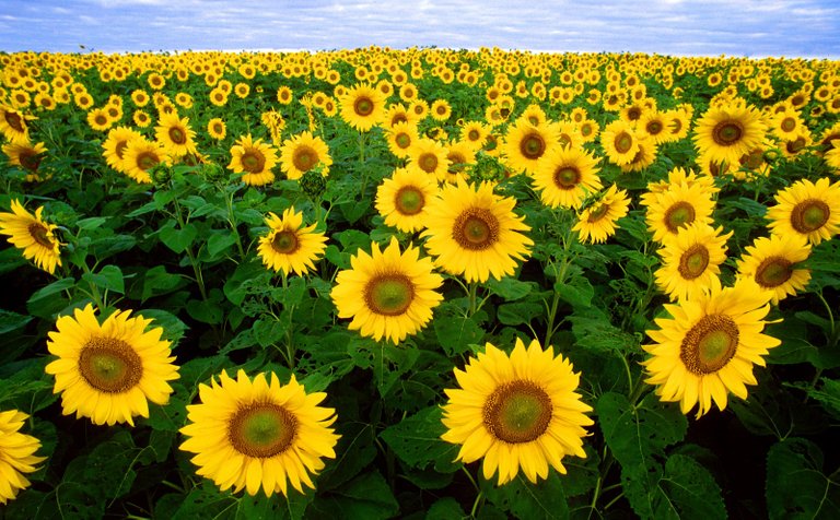 symbol of sunflower.jpg