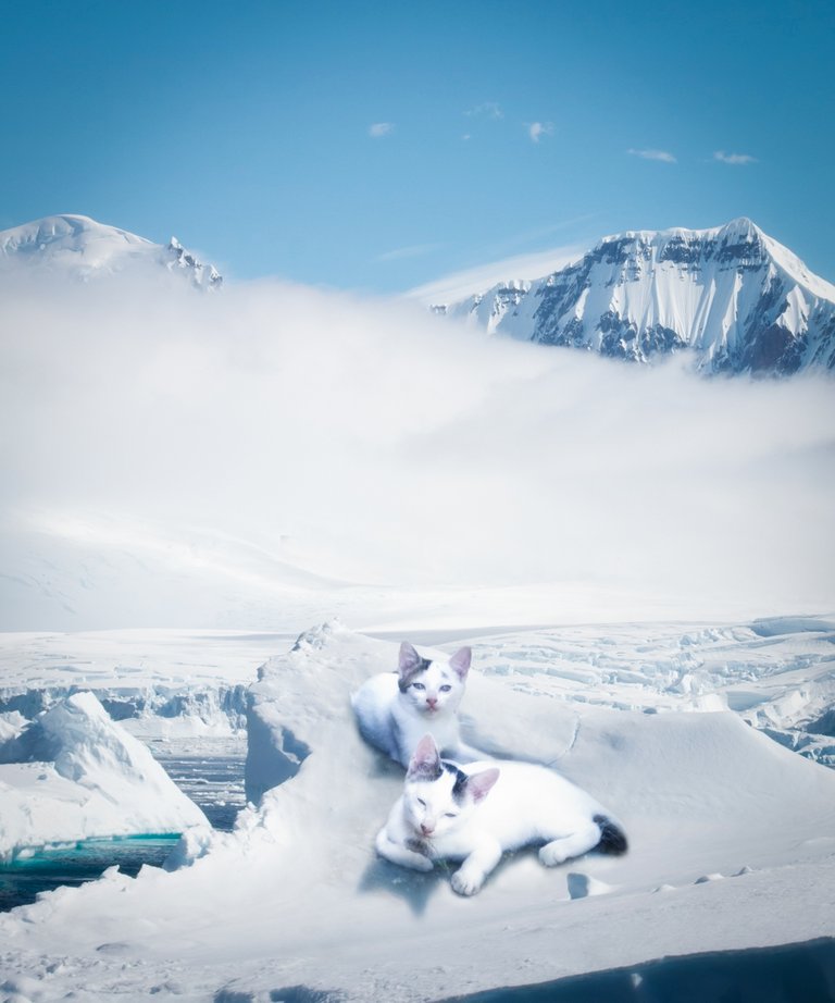 cats-in-the-arctic-small.jpg